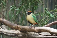 Mooi vogeltje
