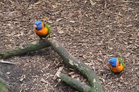 Mooie vogeltjes die Lori's