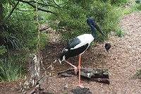 Jaribu