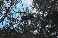 Koala in het wild