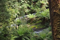 De waterval met de varens