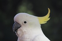 Grote geelkuifkaketoe