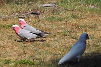 Roze kaketoes
