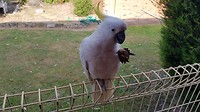 Kakatoe met een koekje