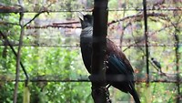 Tui vogel zingt een liedje.