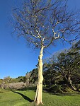 Durban: Acacia (koorts boom)