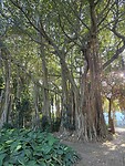 Durban-Botanische tuin: Banyan tree