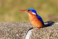 Durban-Bot. tuin: ijsvogel