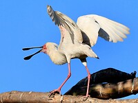 Durban: Lepelaar