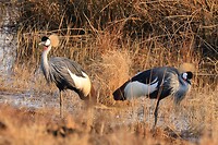 Grijze kroonkraanvogels