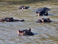 iSimangaliso wetland: groep nijlpaarden