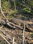 iSomangaliso wetland: krokodil