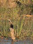 Slangenhalsvogel