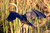 Drogen veren slangenhalsvogel