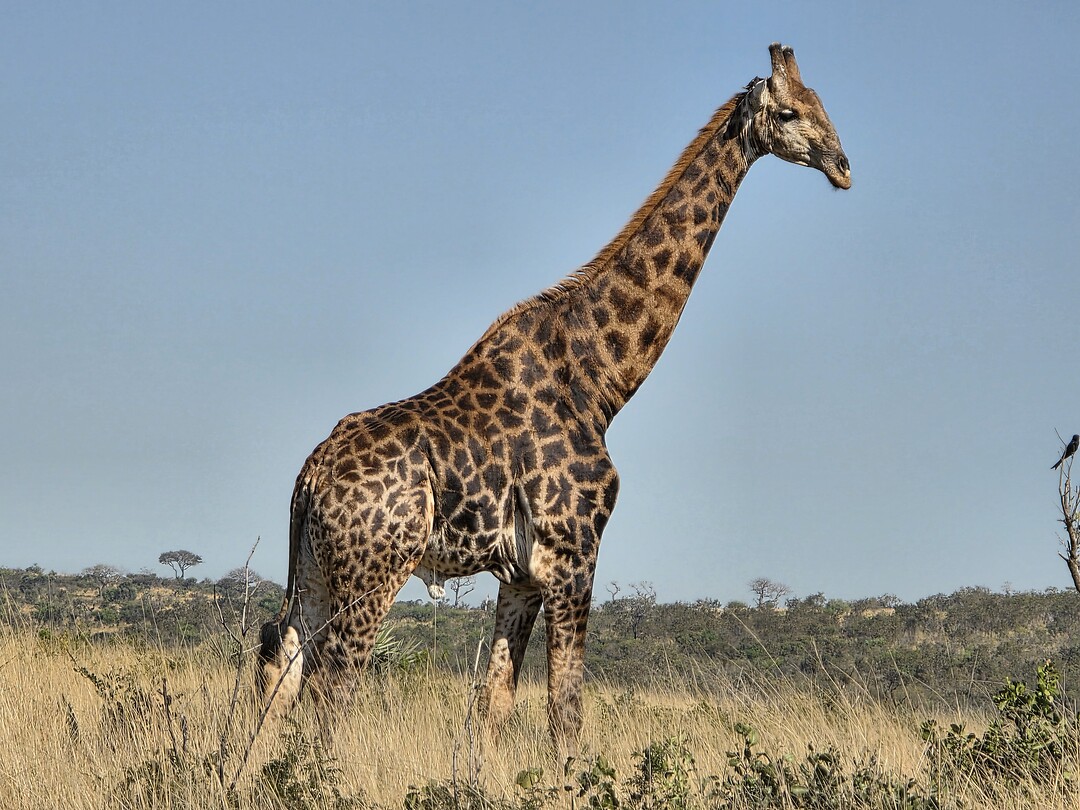 Giraffe