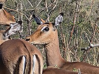 vrouwtje impala