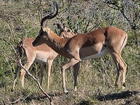 manntje impala