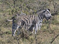 zebras