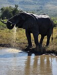 Drinkend olifant