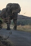 Olifant, de weg blokkerend