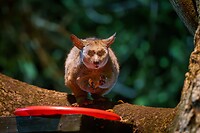 Galago
