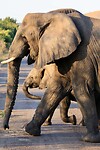 Moeder en jonge olifant