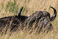 Kaapse buffel
