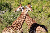 Grappig: 2 giraffes