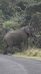 etende olifant