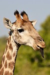 Giraffe kop