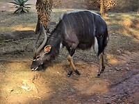 Nyala