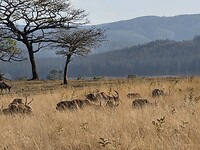 Kudde antilopen in Milwane Wild Sanctuary