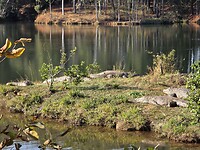 Milwane Wild Sanctuary: crocs ah meer