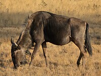 Nyala