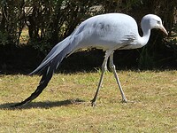 Dullstroom: Blauwe kraanvogel