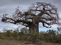 Baobab boom