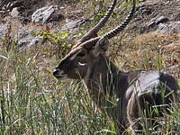 mannetjes waterbok