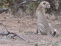 Cheeta