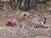 etende cheeta (jachtluipaard)
