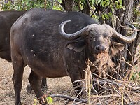 Buffel