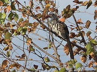 Roodsnavel neushoorn vogel