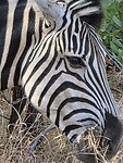 Zebra close-up