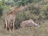 Giraffe en mannetje koedoe