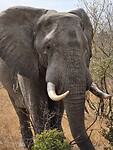 Olifant