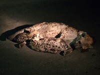 Hyena met zogende pups