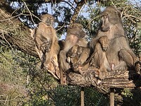 Familie bavianen
