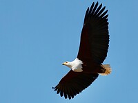 Afrikaanse visarend in vlucht