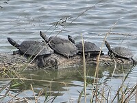 Schildpadden