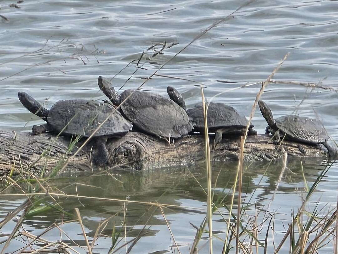 Schildpadden