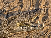 Lachende krokodil